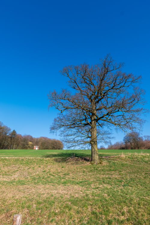 Free Solitary tree in grassy landscape under clear blue sky, symbolizing tranquility. Stock Photo