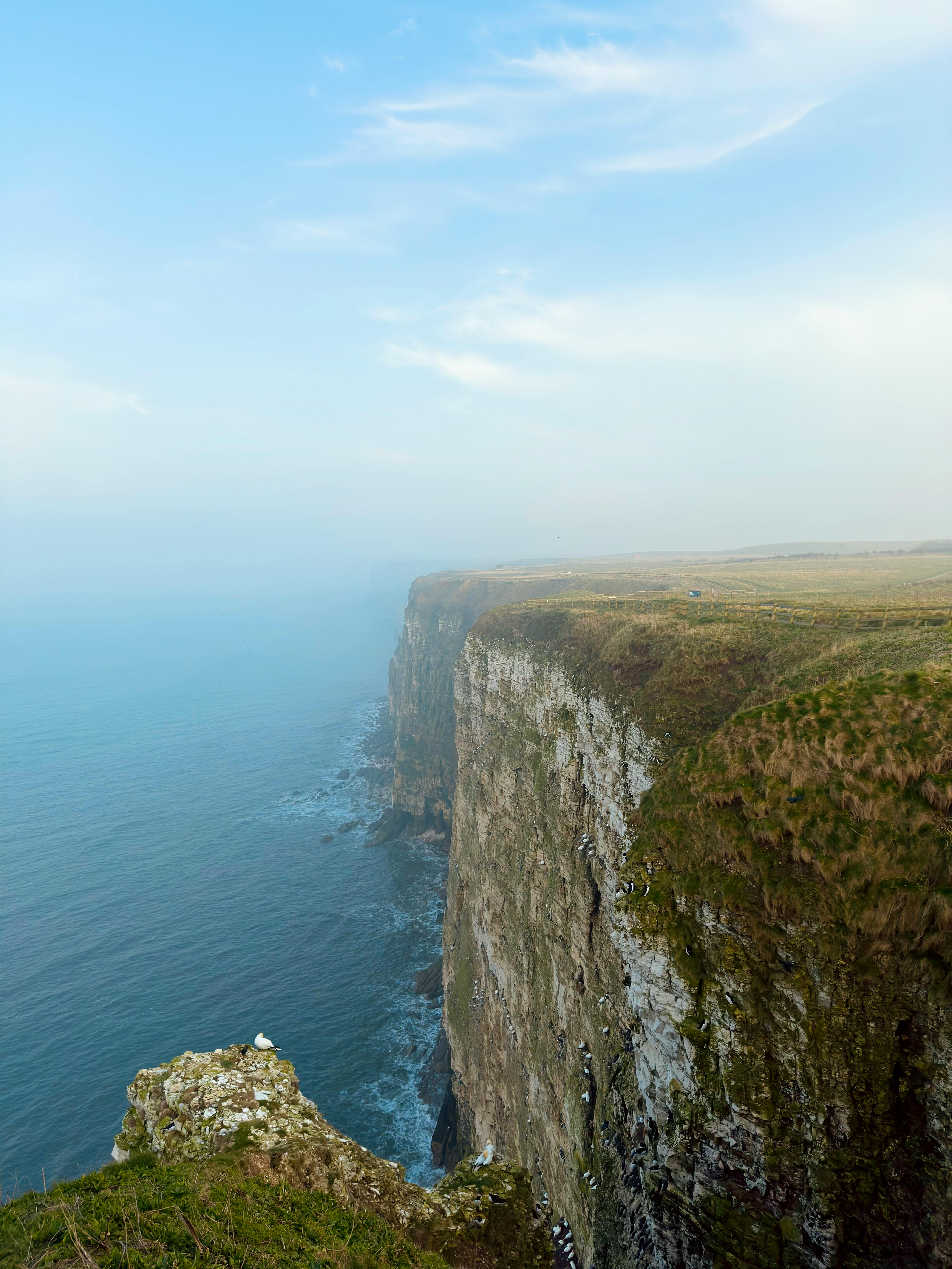 A breathtaking view of Bempton Cliffs and the North Sea with clear skies and expansive ocean.