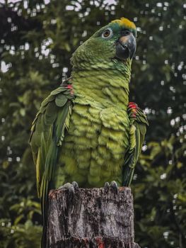 parrot photo