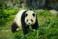 Giant Panda Roaming in Taipei Zoo Taiwan