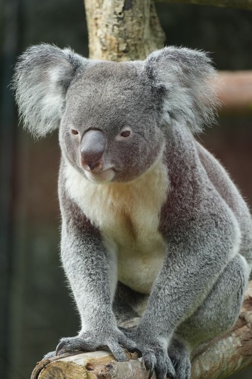 Free A charming koala sitting on a branch, showcasing its fluffy fur and serene expression. Stock Photo