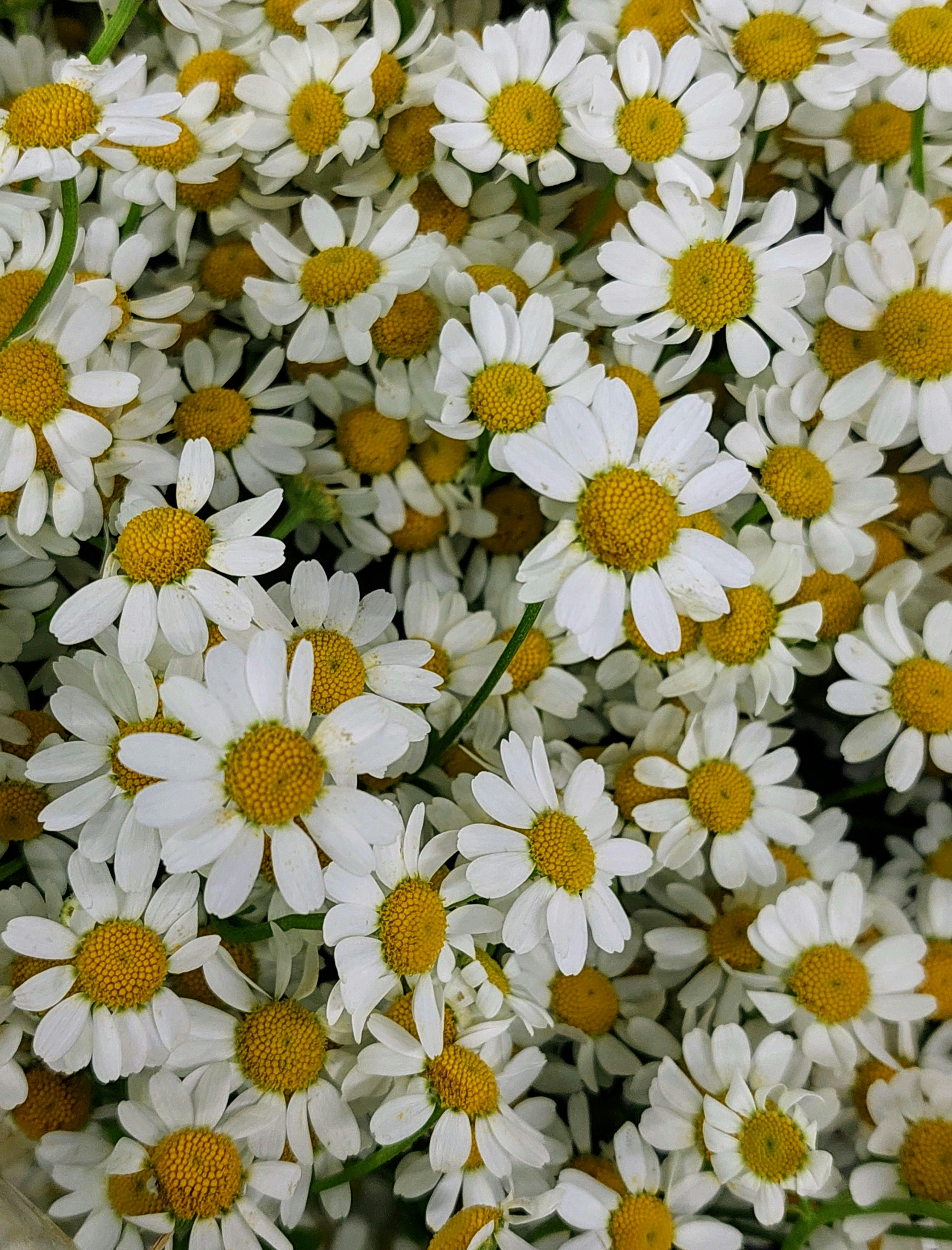 A close-up shot of vibrant white daisies in full bloom, exuding freshness and natural beauty.