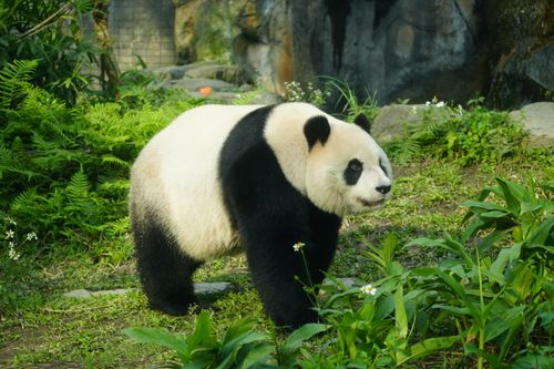Free Giant panda enjoying a lush green habitat, captured in Taipei Zoo, Taiwan. Stock Photo