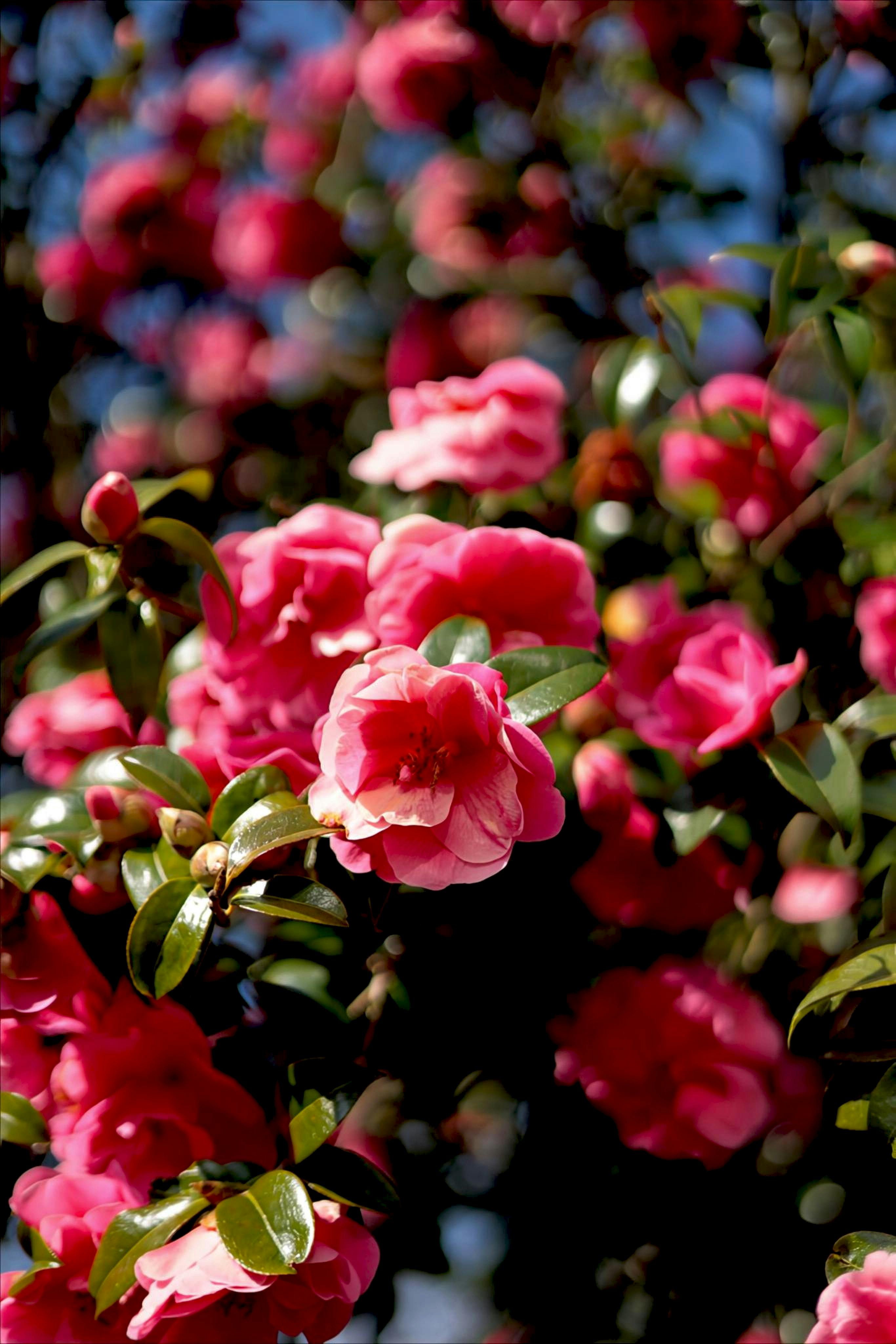 [ColoSach]-beautiful-pink-camellias-in-full-bloom-under-bright-daylight.