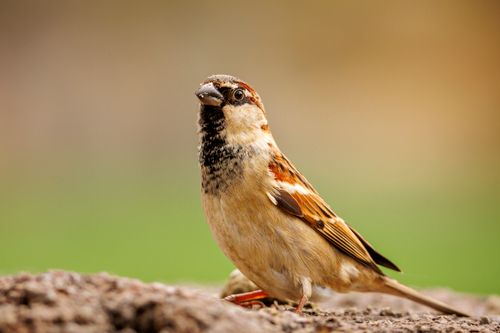 Free Detailed close-up of a house sparrow perched on a rock in natural setting. Stock Photo