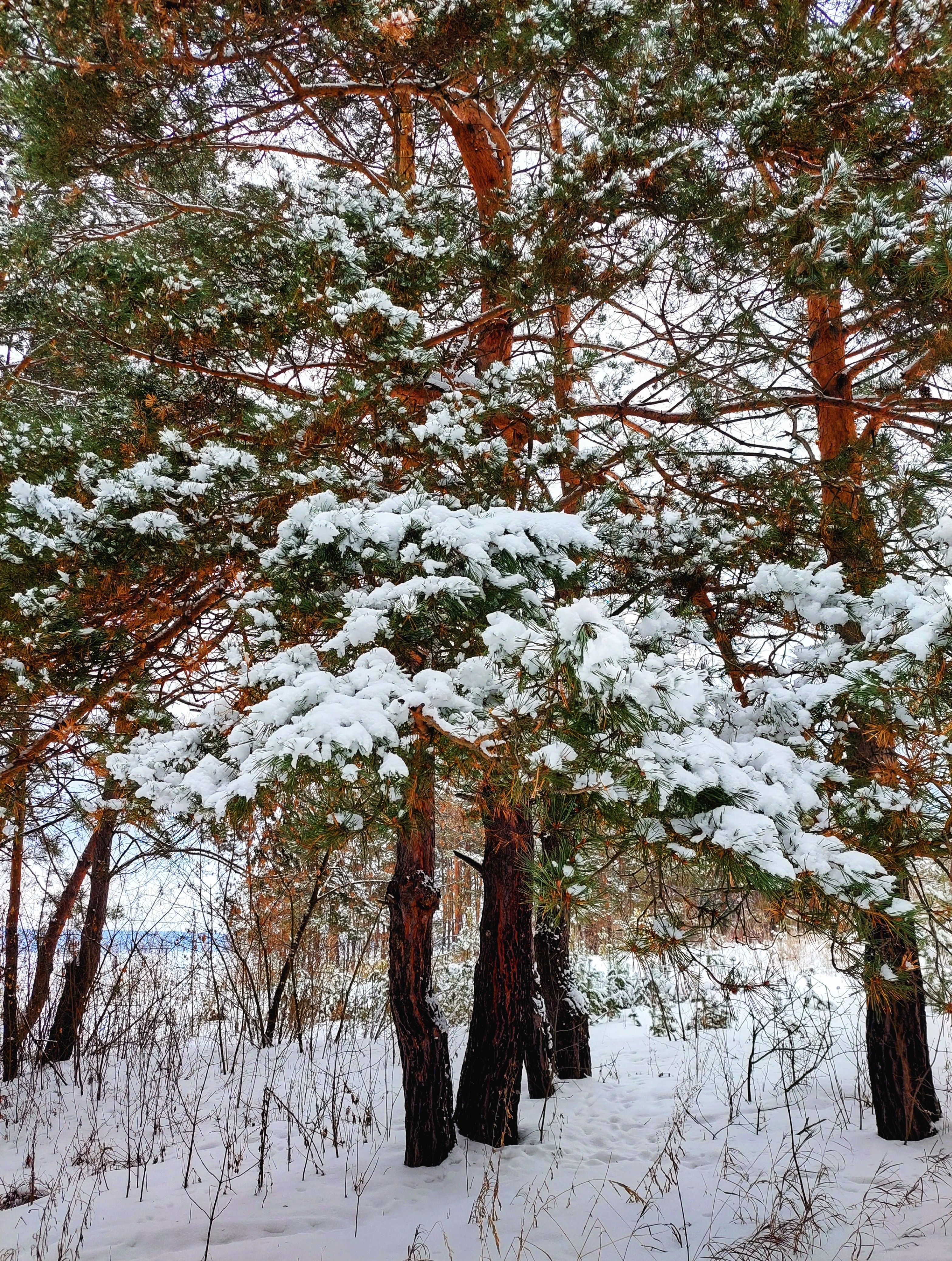 Snow-Covered Pine Forest in Winter · Free Stock Photo