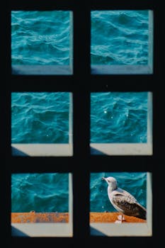 A seagull rests on a ledge overlooking the ocean through a framed window view.