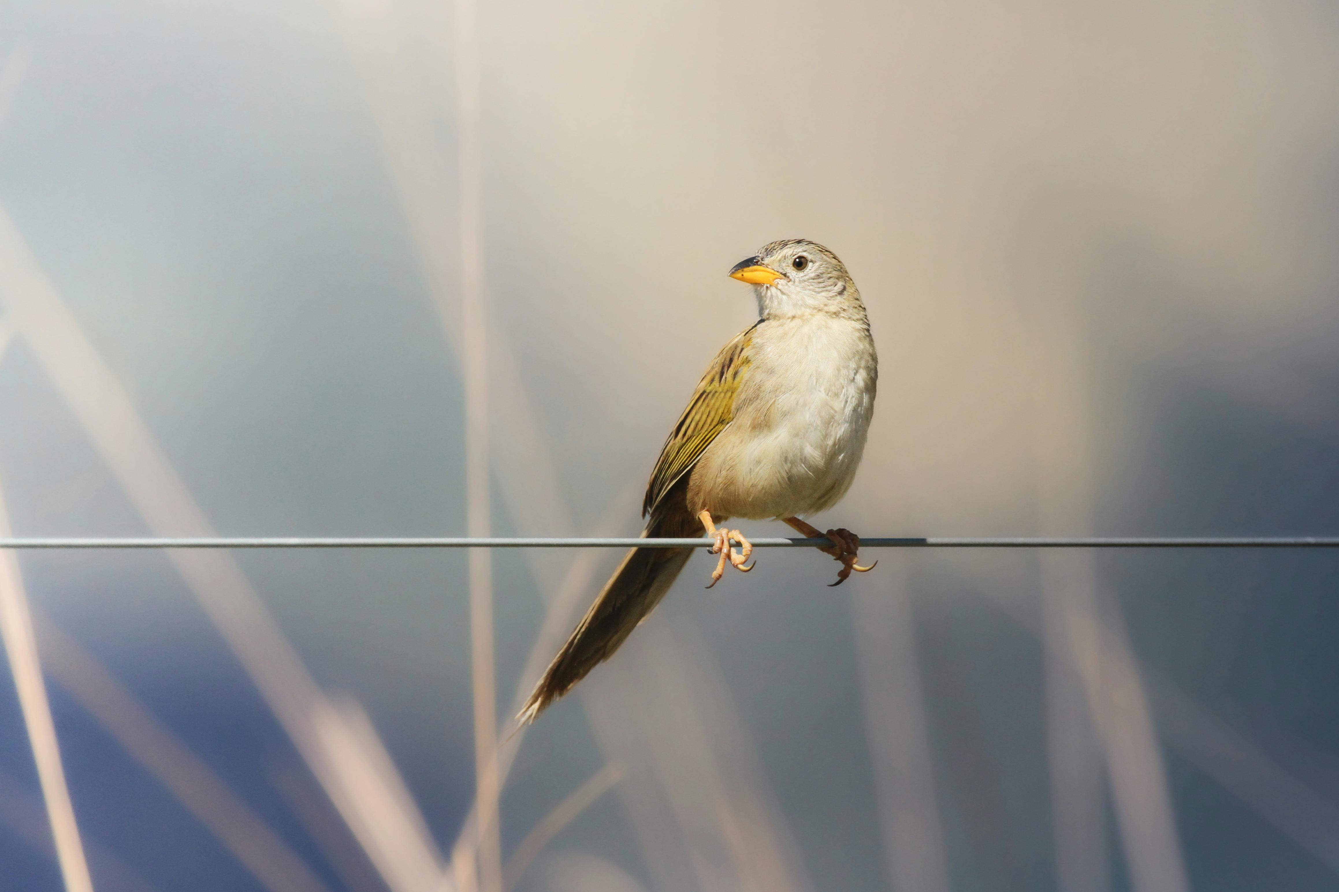 A serene image of a small bird perched on a wire, highlighting its natural beauty.