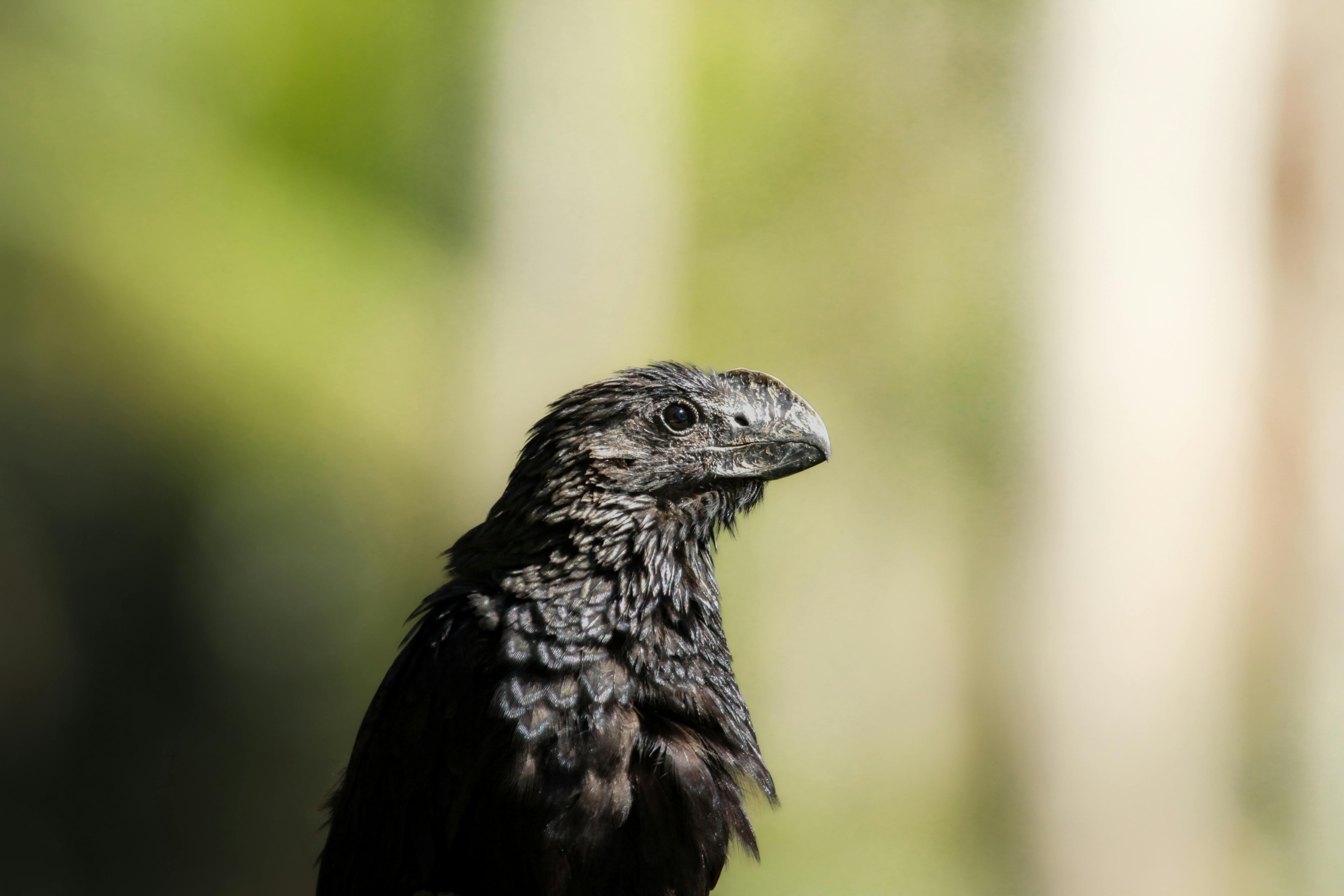 Dibujos+De+Ani Photos, Download The BEST Free Dibujos+De+Ani Stock ...