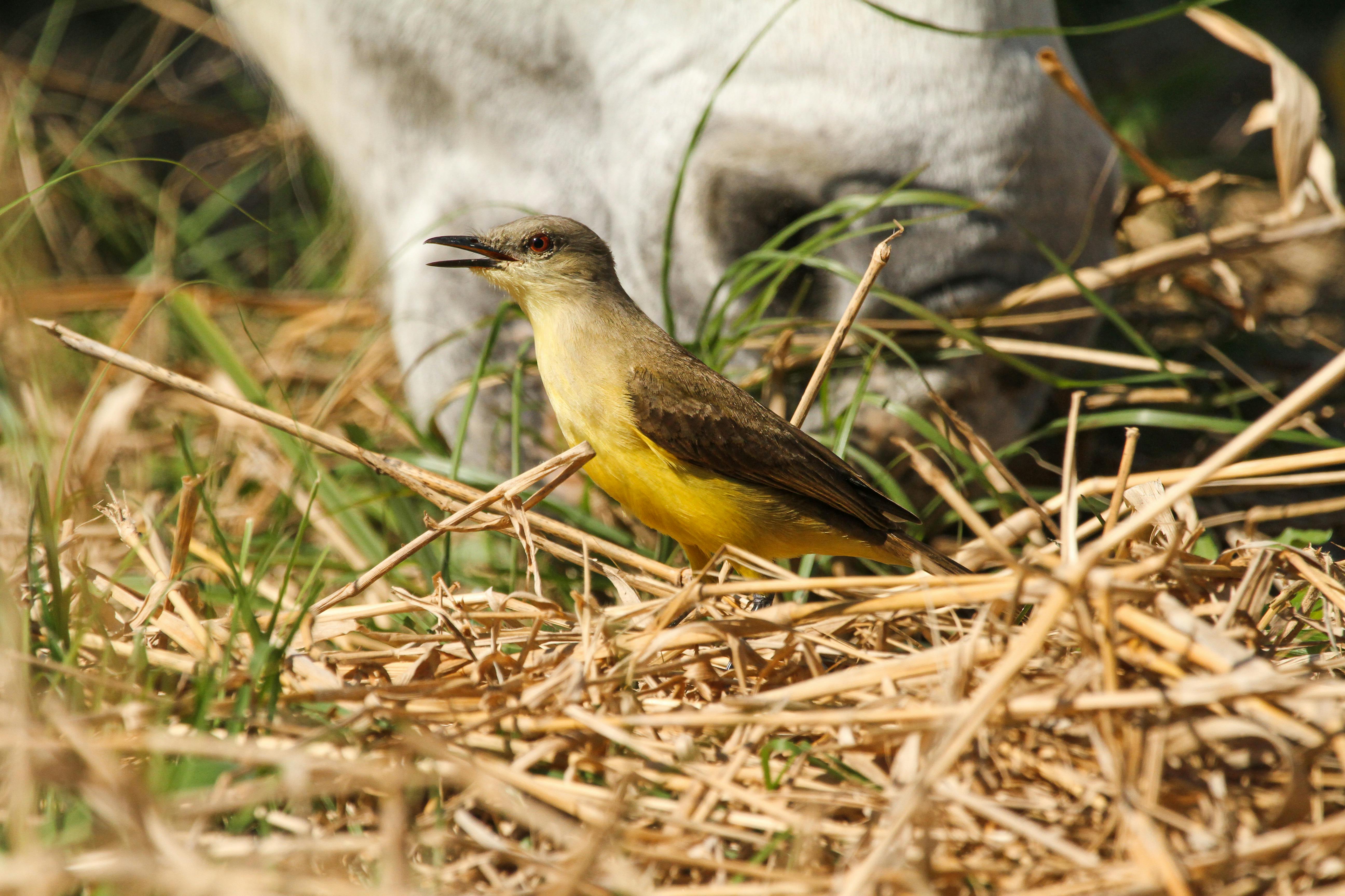 HUAWEI Pura 70 國際版更新 解鎖VoLTE與VoWi-Fi高清通話功能