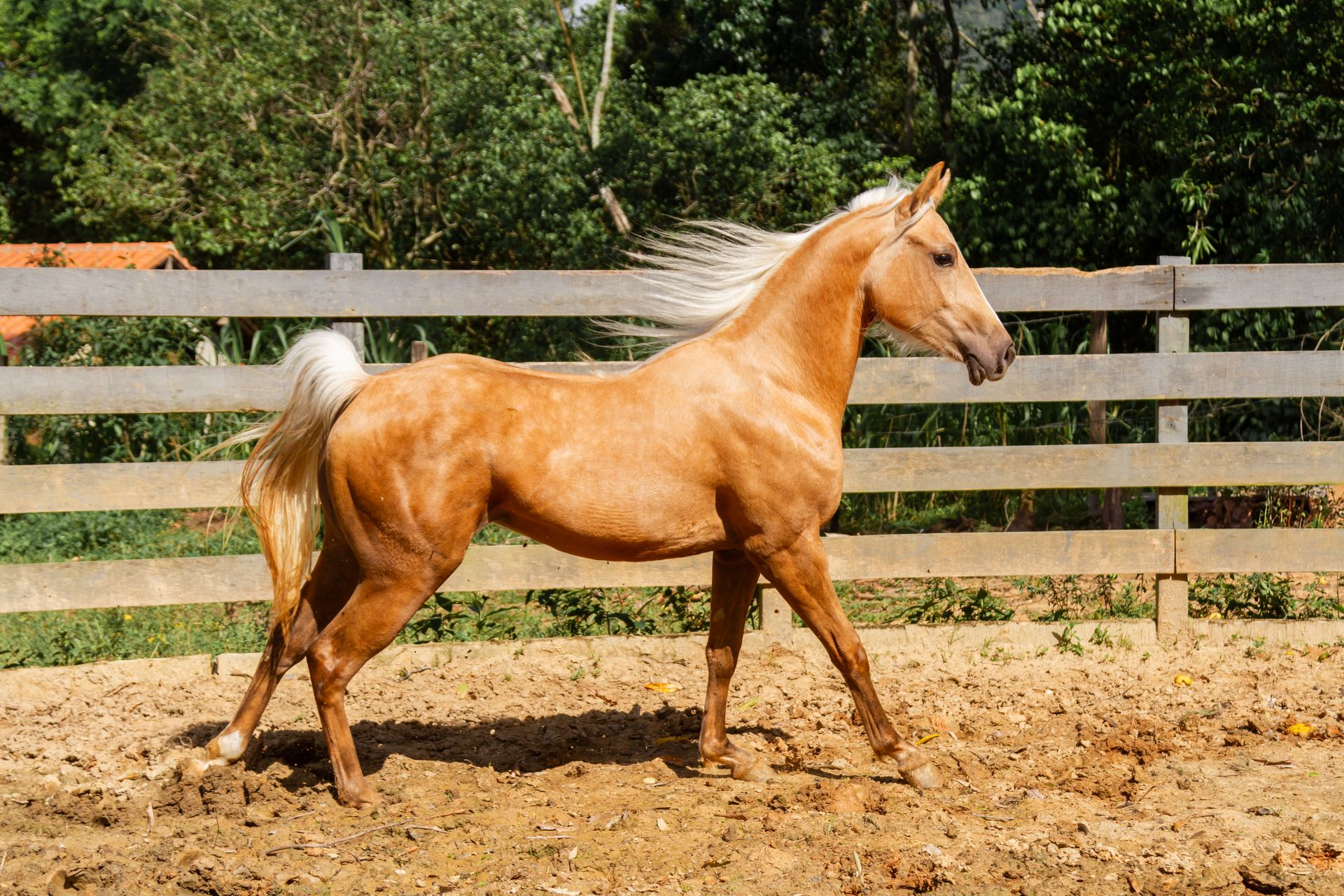 A graceful palomino horse elegantly trots in a sunny Brazilian ranch setting.