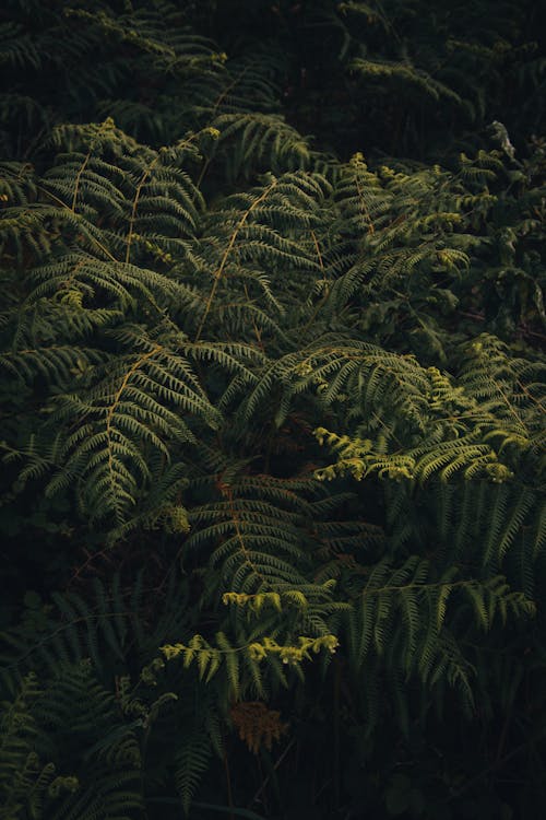 Green Fern Leaves