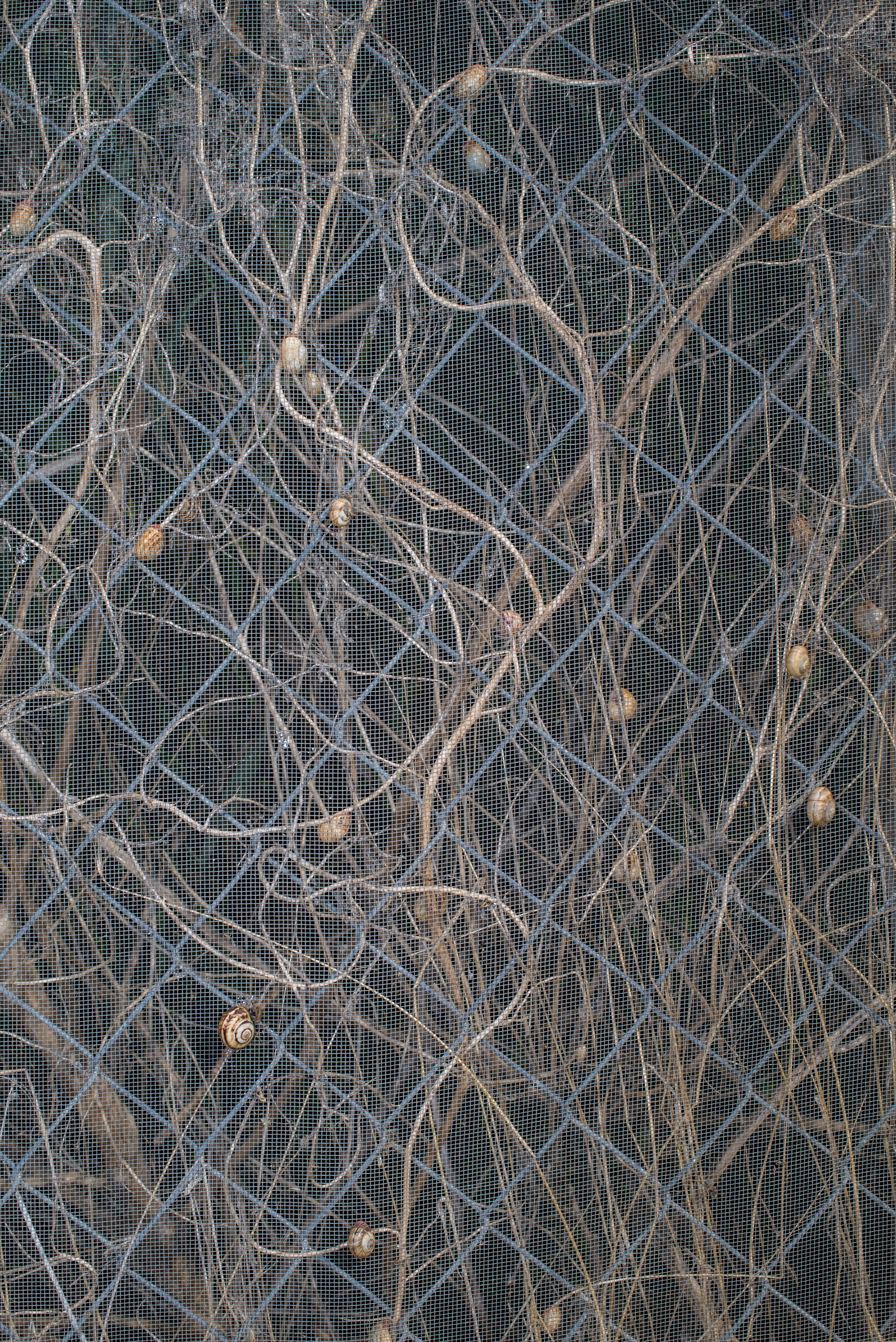 Intricate Snail Network on Mesh Surface · Free Stock Photo