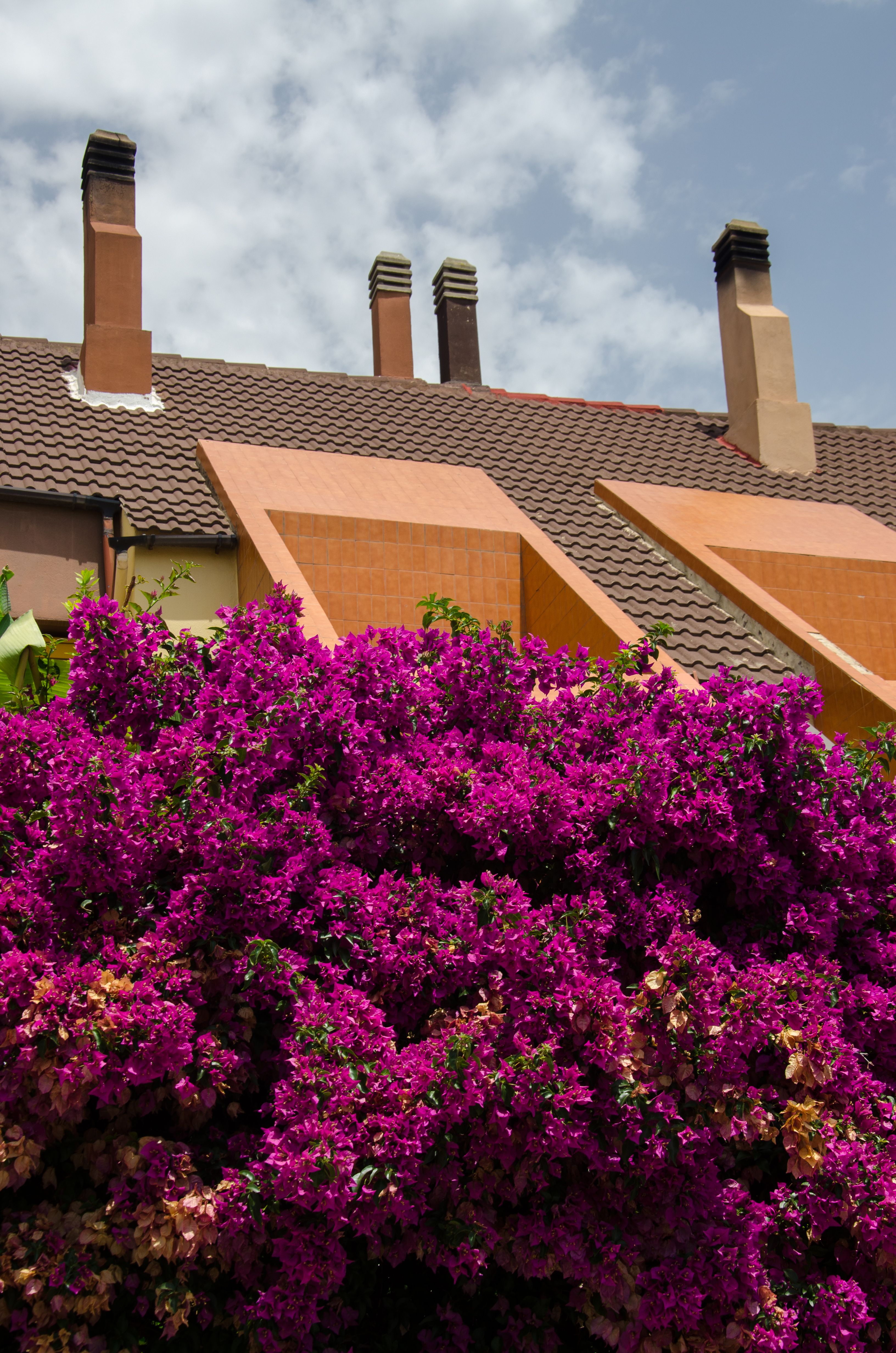 Greenery On Rooftop Photos, Download The BEST Free Greenery On Rooftop ...
