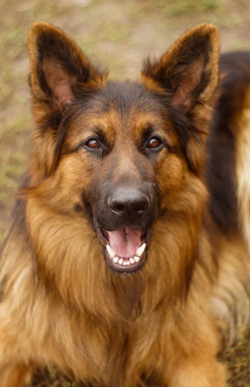 Close-Up Photo of a Brown German Shepherd Looking at the Camera