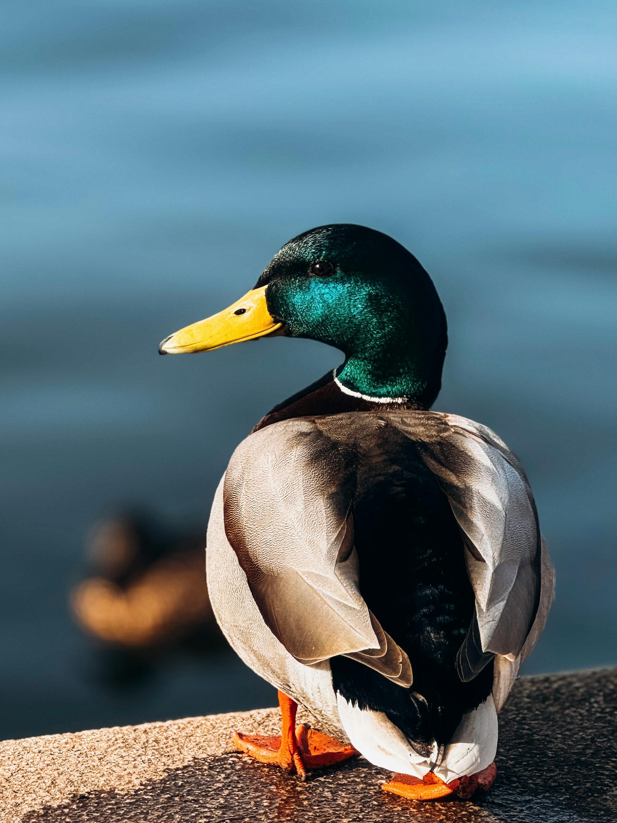 A vibrant mallard duck stands by a lake in Berlin, showcasing nature's beauty.