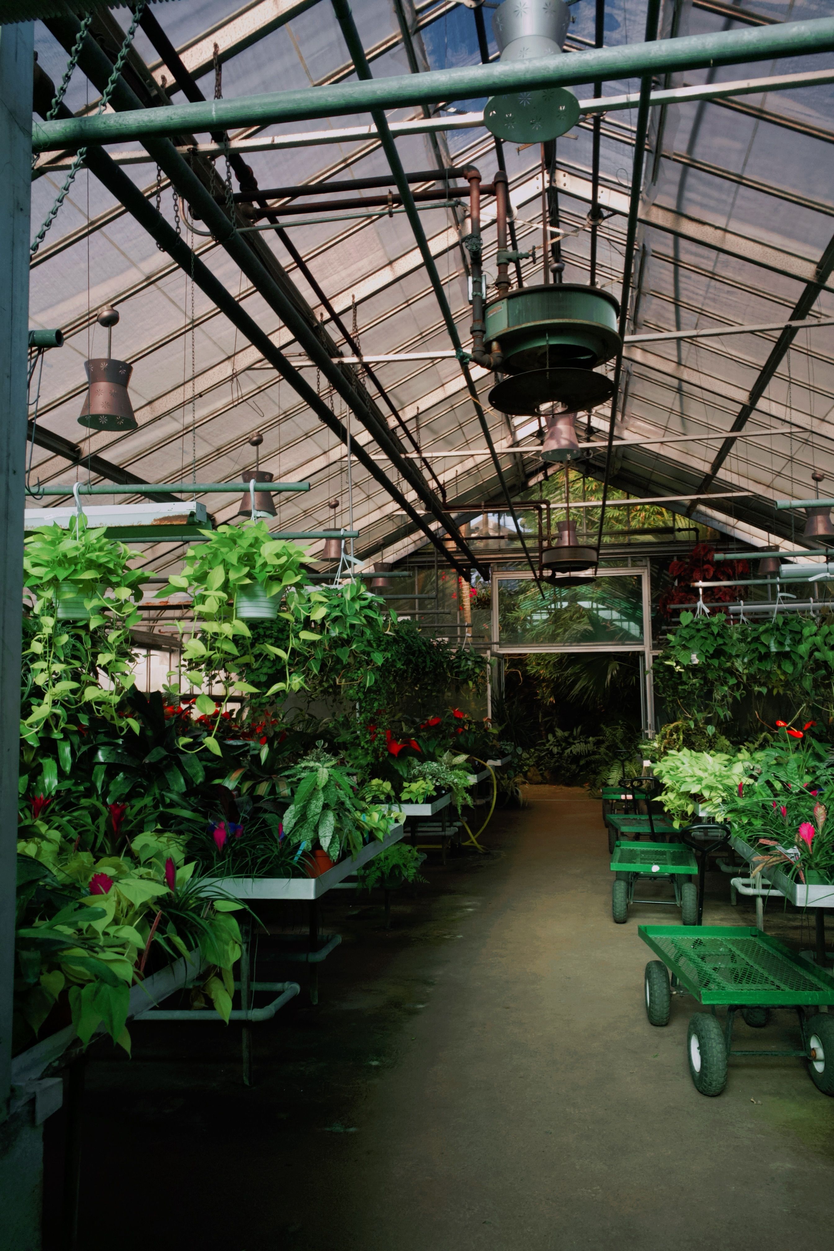 Lush Greenhouse Interior with Vibrant Foliage · Free Stock Photo
