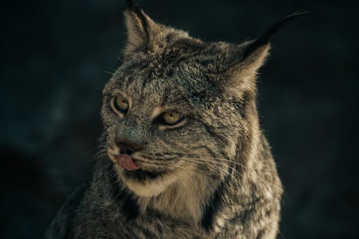 Close-up image capturing the intense gaze of a wild lynx, showcasing its natural beauty and grace.