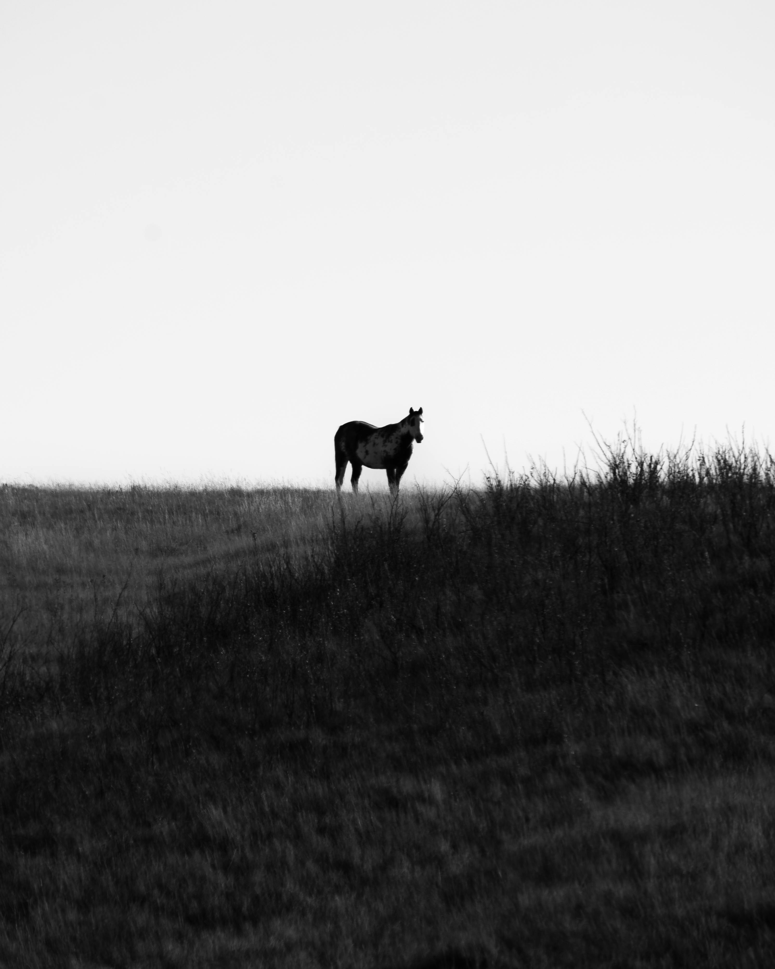 Black and white silhouette of a lone horse standing on a grassy hill, conveying tranquility and solitude.