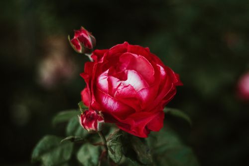 Free Close-up of a vibrant red rose with buds, perfect for floral themes. Stock Photo