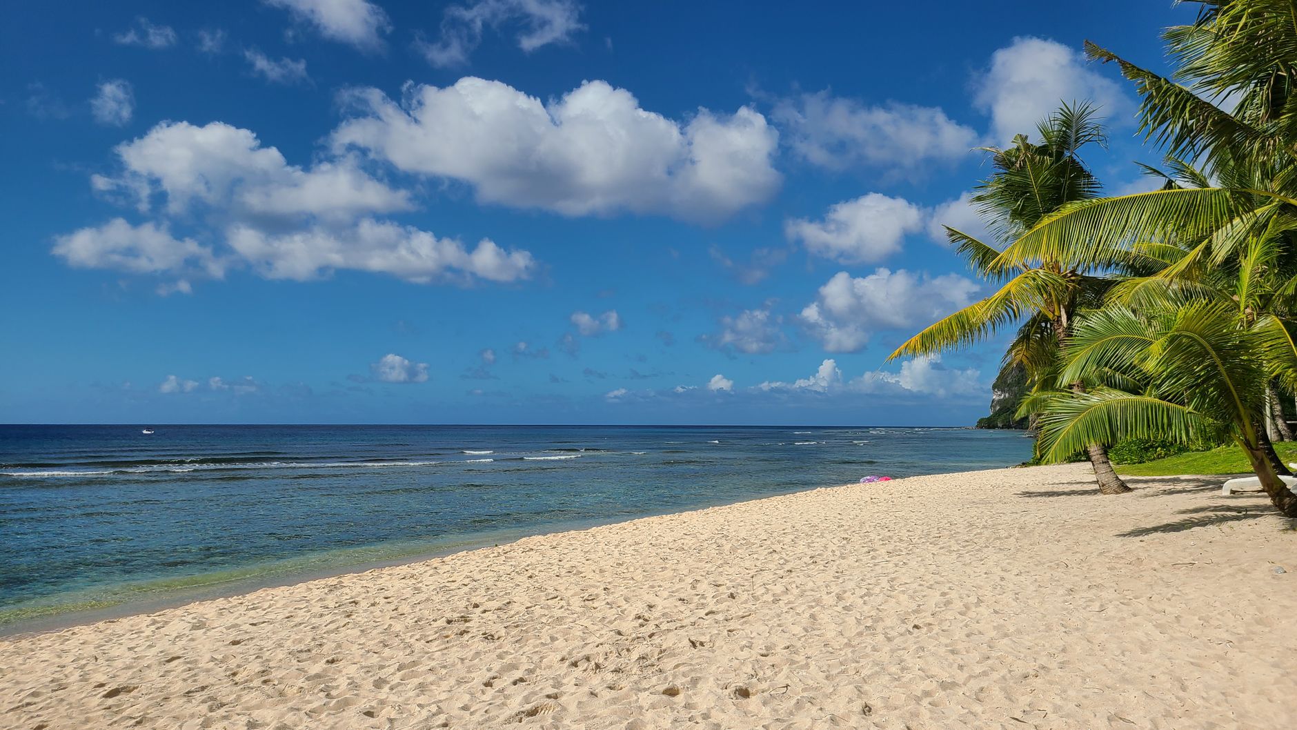 Serene tropical beach with palm trees under a bright blue sky, perfect for relaxation.