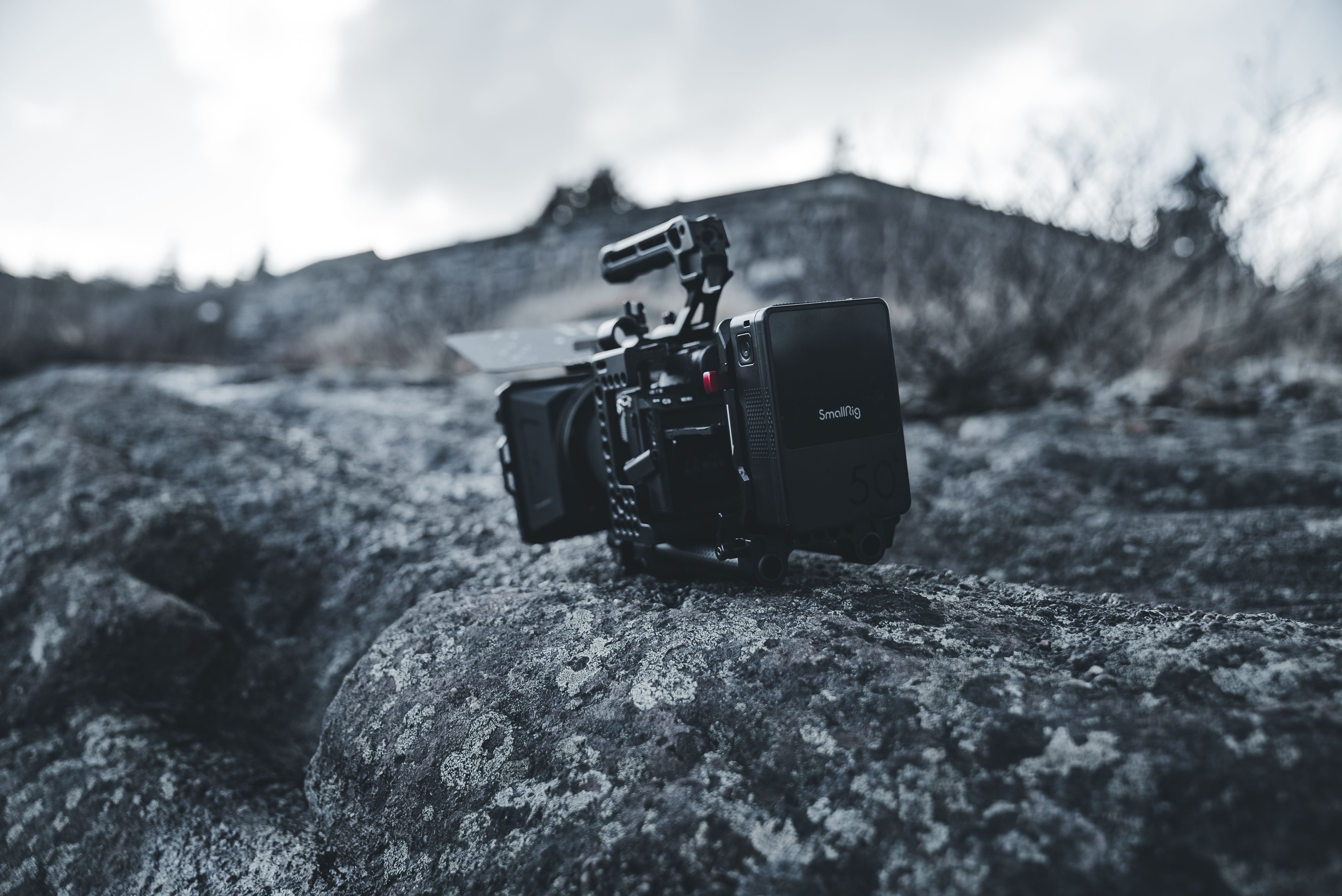 The Beast in Me movie review &amp; film summary — Photo by Erik Mclean on Pexels