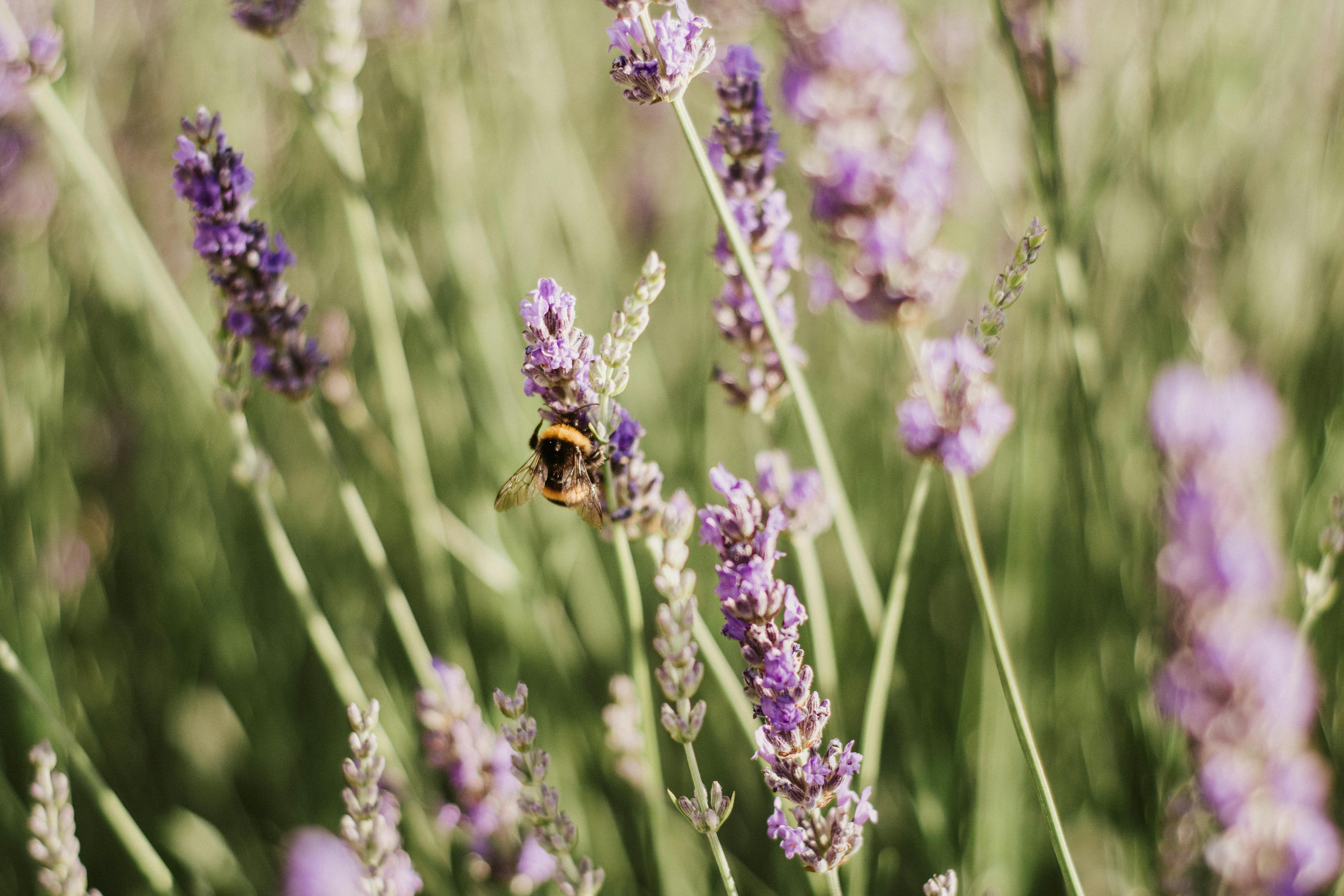 lavender plants for natural carpenter bee deterrent - carpenter bees and pressure treated wood