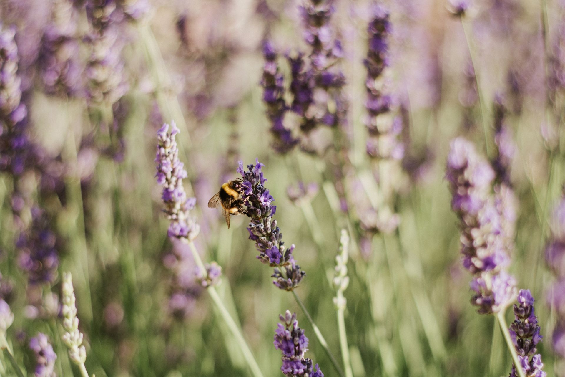 A close-up of a bumblebee on lavender flowers in a sunlit field, showcasing nature's beauty.