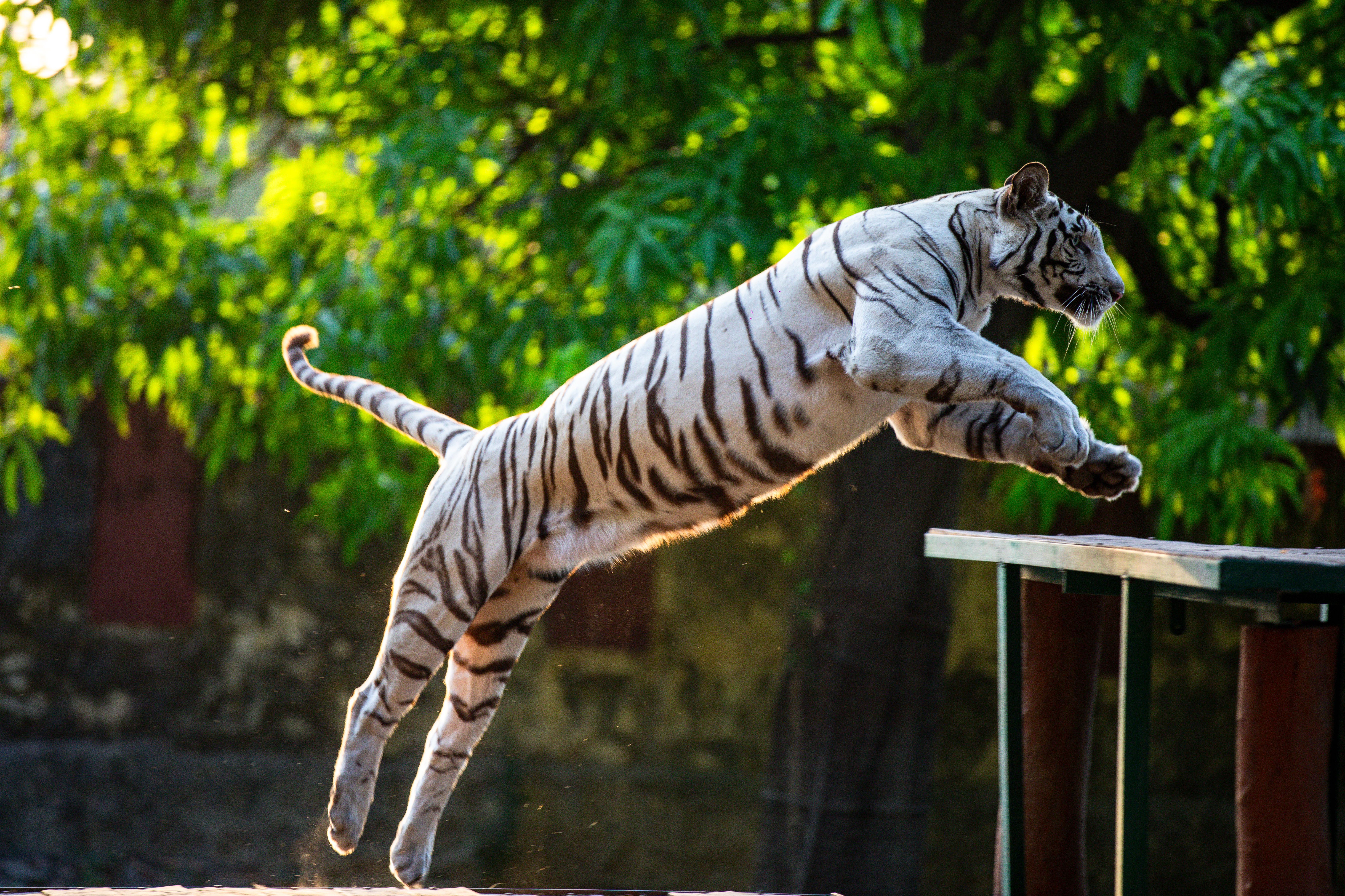 Large cat jumping onto tall multi-level cat tree
