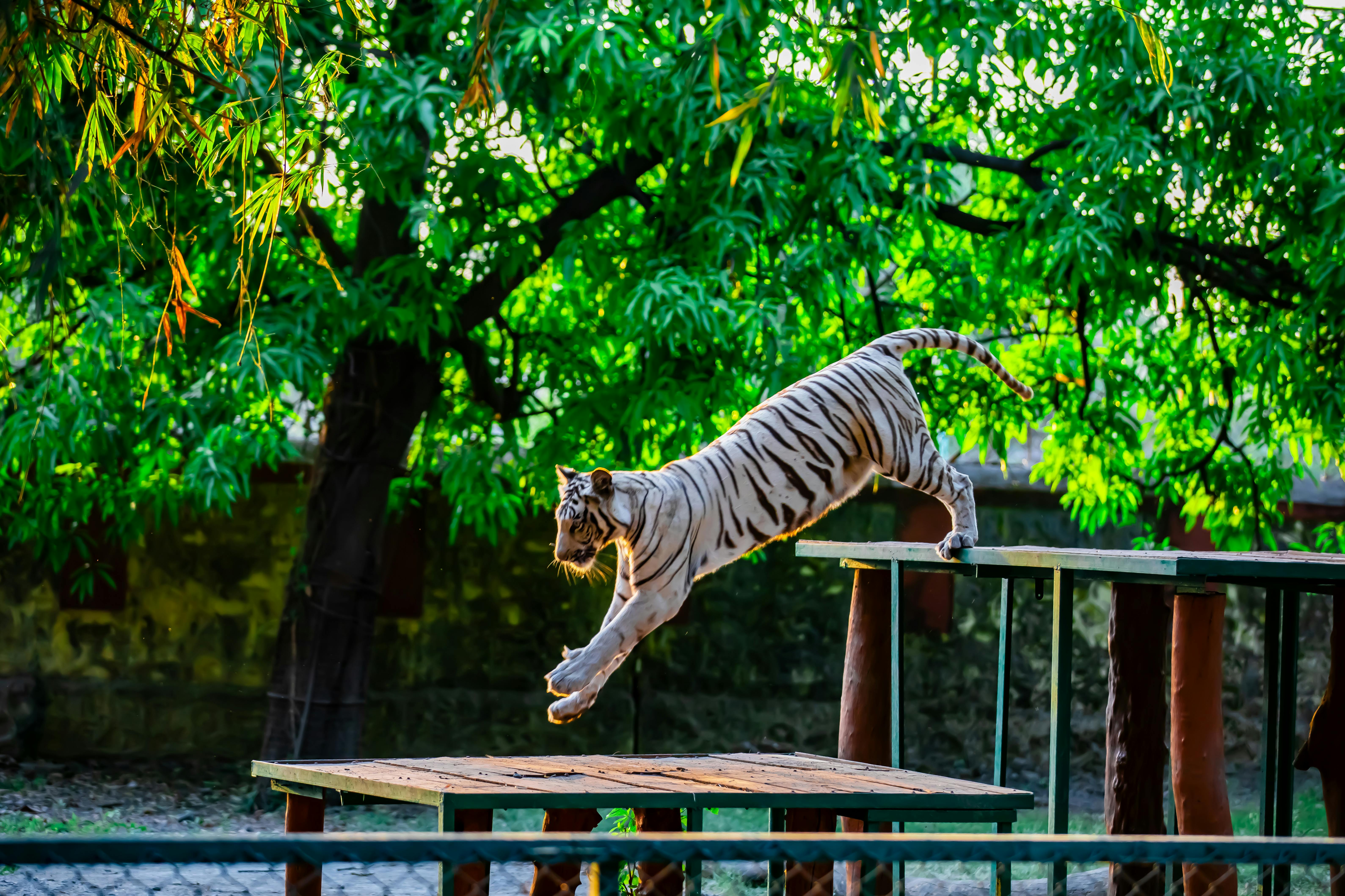 Tigers cautiously encouraged by Skubal's recovery outlook — Photo by Anil  Sharma on Pexels