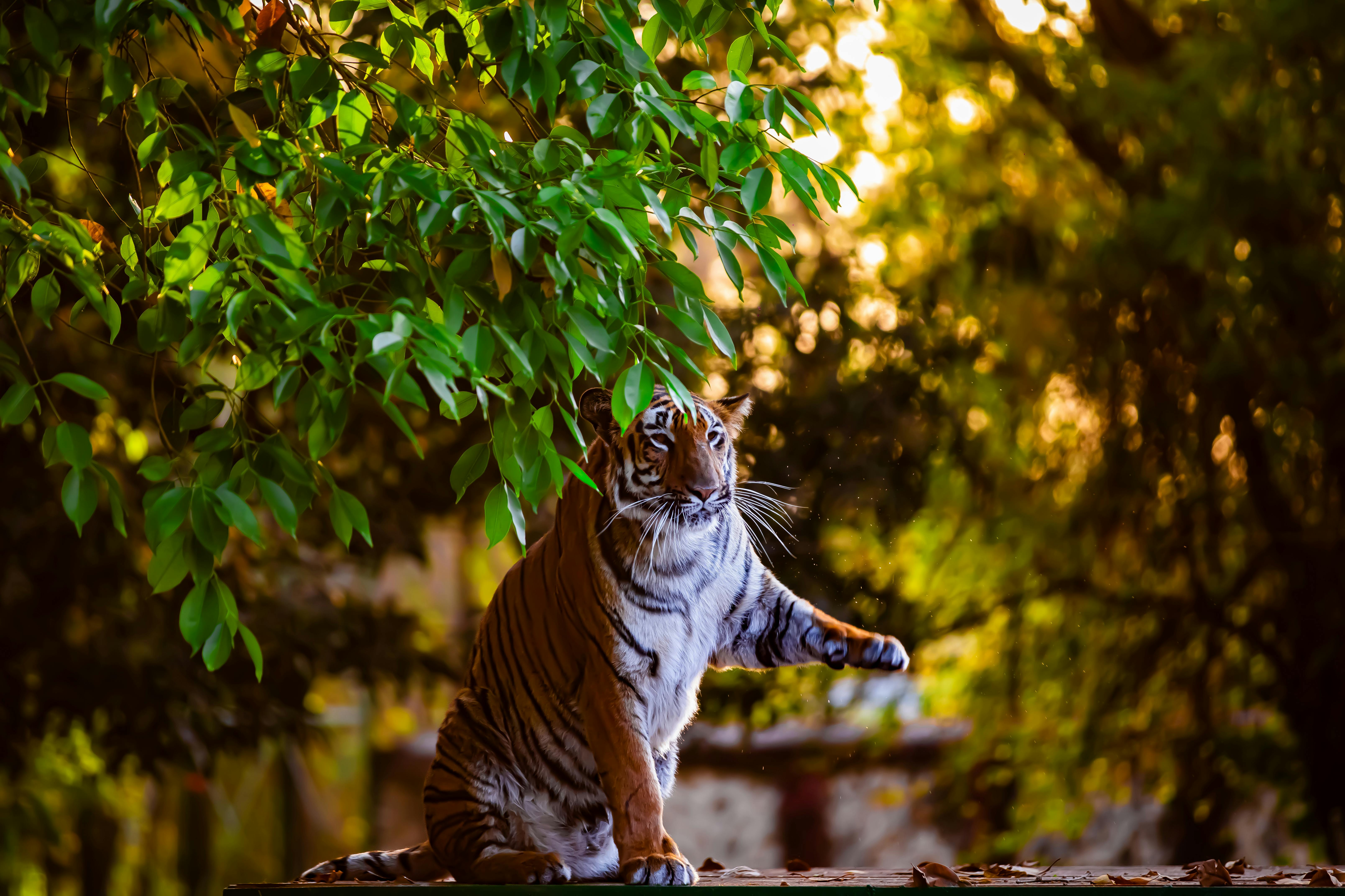 Tigers cautiously encouraged by Skubal's recovery outlook — Photo by Anil  Sharma on Pexels