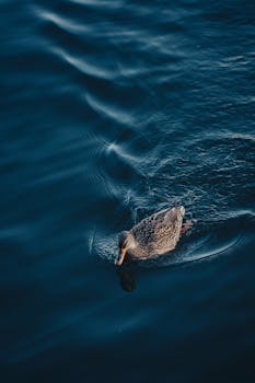 A solitary mallard duck glides across peaceful deep blue waters, creating gentle ripples.