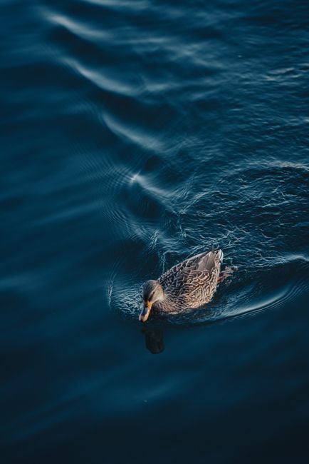 A solitary mallard duck glides across peaceful deep blue waters, creating gentle ripples.