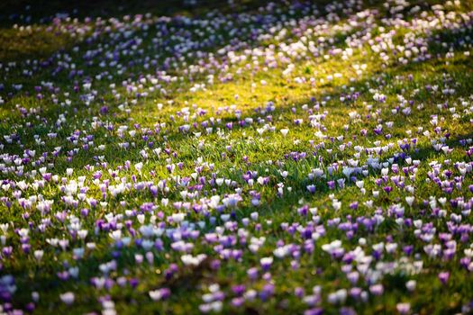 A colorful field of purple and white flowers basking in sunlight, evoking spring's renewal.