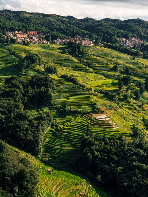 A breathtaking view of terraced rice fields cascading down a lush green mountain under a cloudy sky.