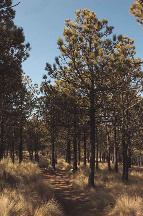 Free Peaceful path through pine forest in Perote, Veracruz, perfect for adventure and exploration. Stock Photo