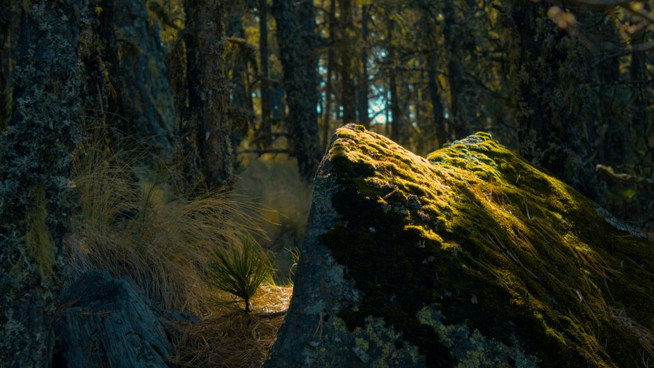 Natural subjects are unforgiving because the eye knows exactly what they should look like