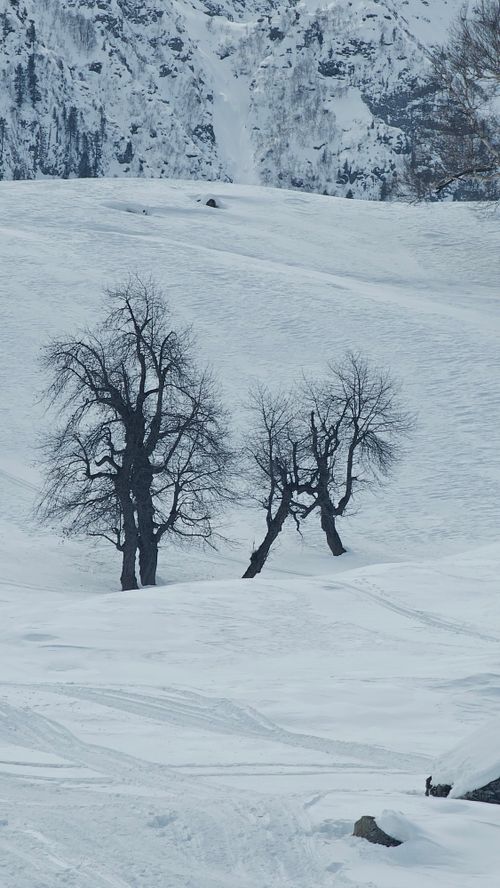 Free Serene winter scene in Sonamarg, Kashmir with snow and barren trees. Stock Photo