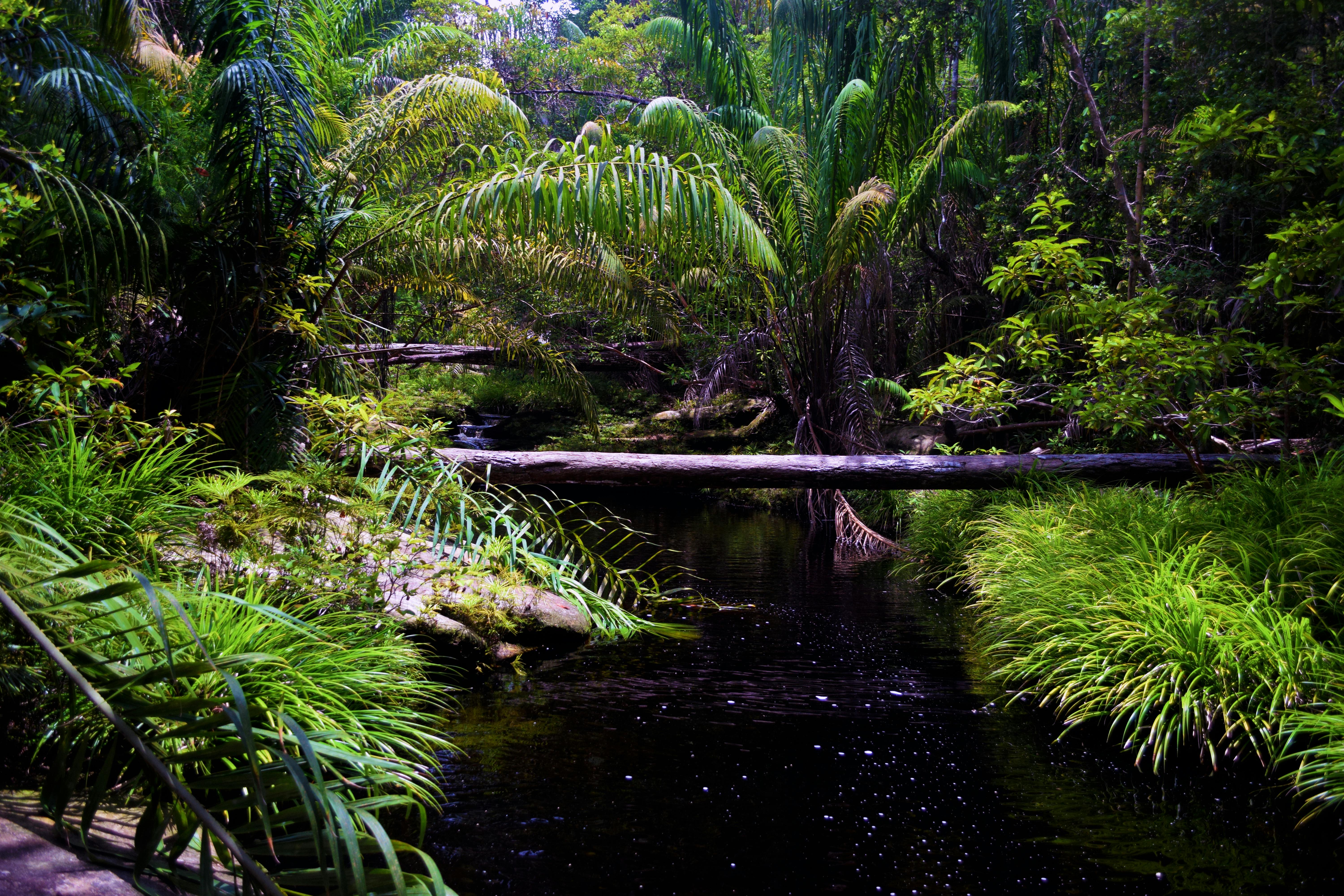 Free stock photo of borneo  green jungle 