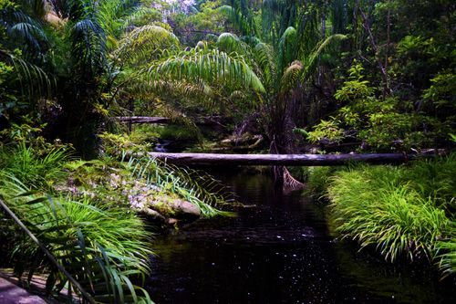 Free stock photo of borneo, green, jungle Stock Photo