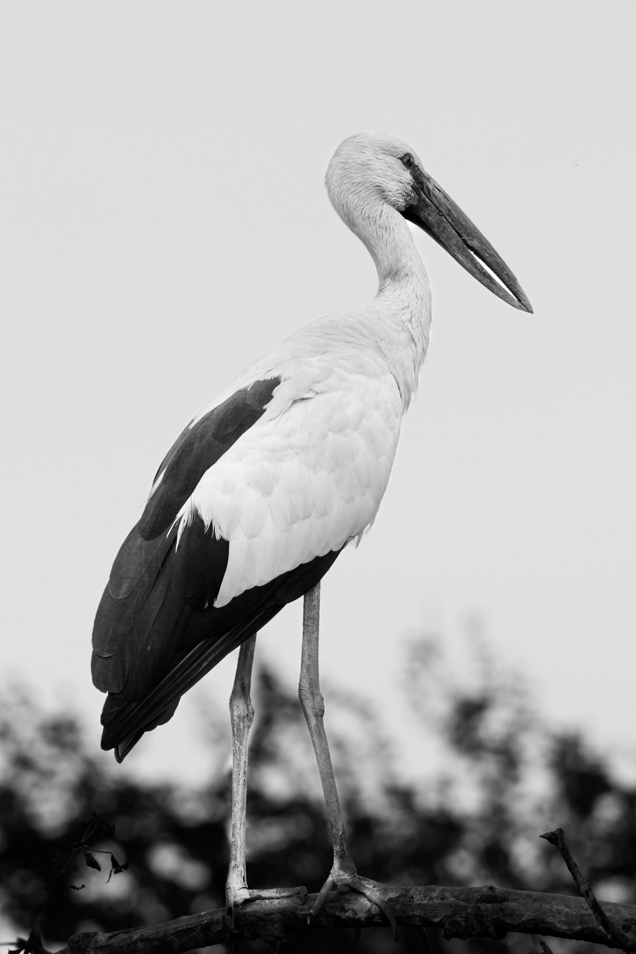 Elegant black and white portrait of a stork standing on a branch.