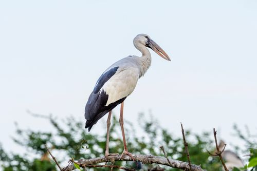 Free A majestic Asian Openbill Stork stands on a branch against a bright sky. Stock Photo