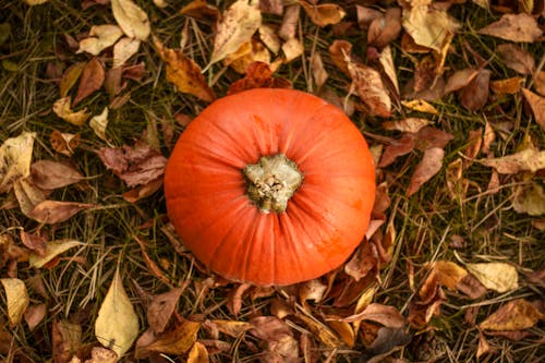 Top View Photo of Orange Pumpkin