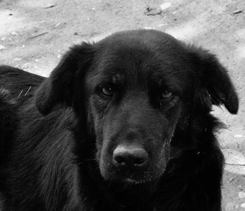 Foto d'estoc gratuïta de animal, gos, gos negre