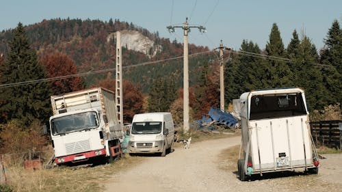 Foto d'estoc gratuïta de camions, gossos, gueto