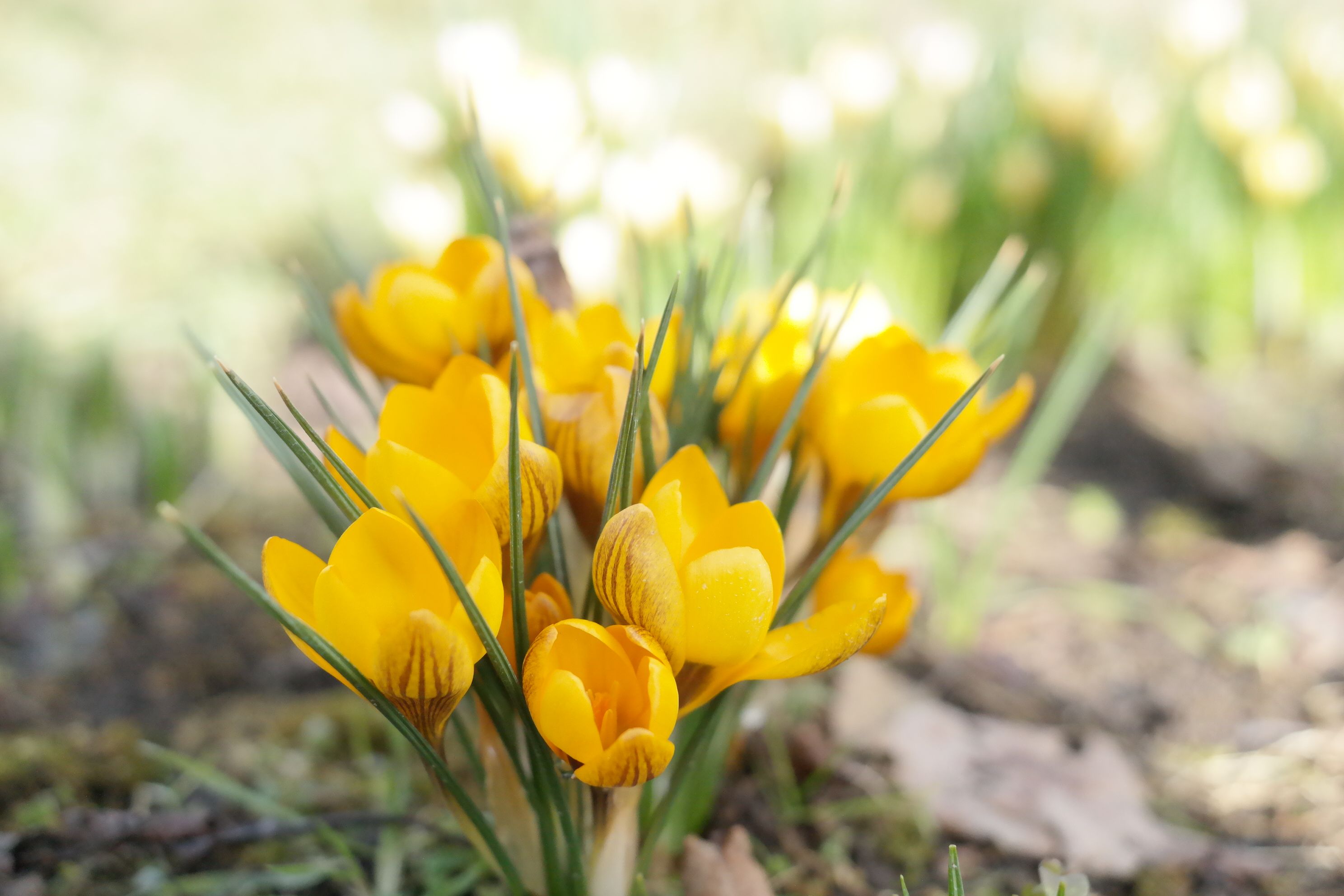 Vibrant Yellow Crocus Flowers Blooming in Spring · Free Stock Photo