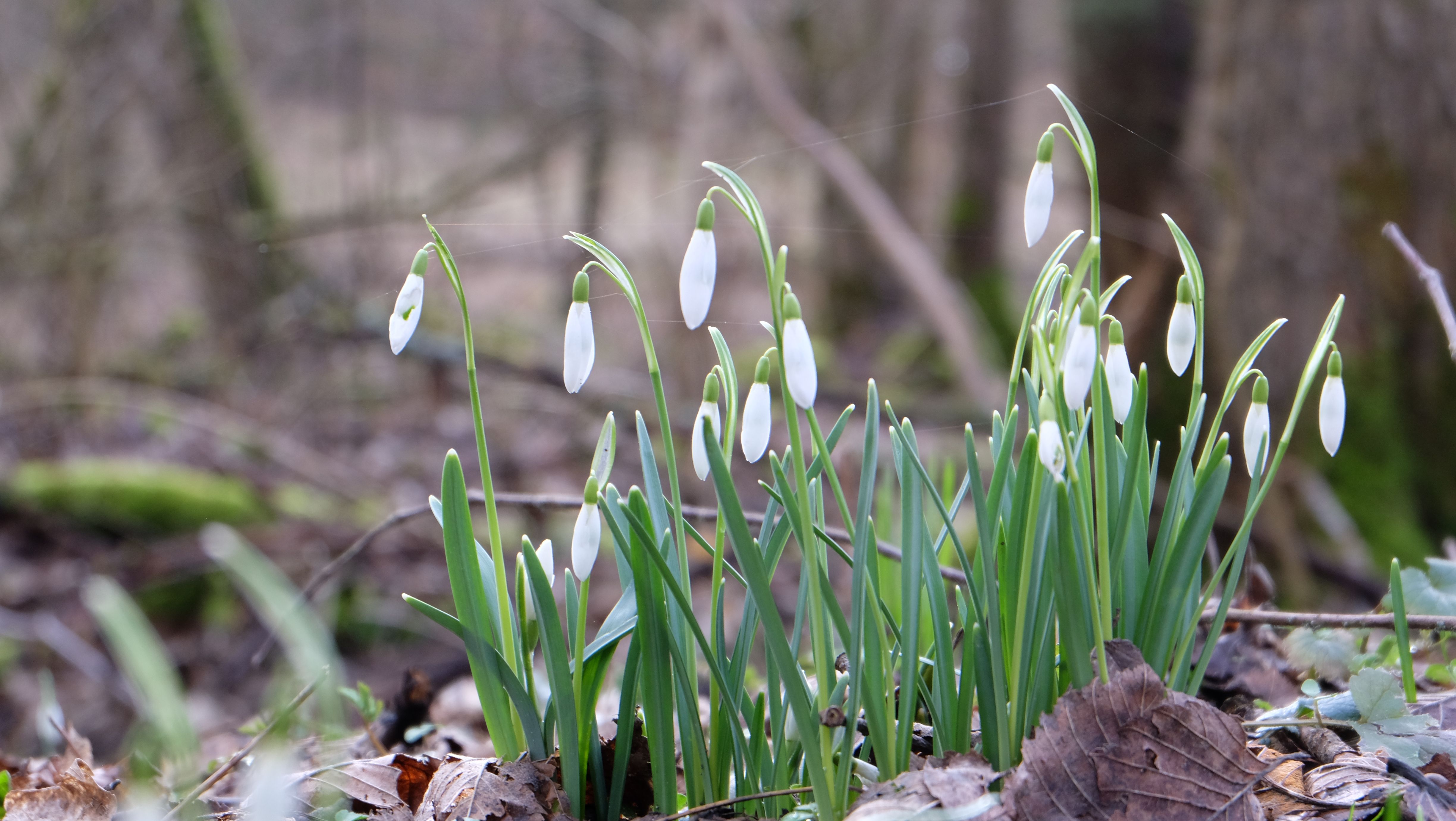 Snowdrops in early spring forest, capturing the fresh and vibrant growth of new season.