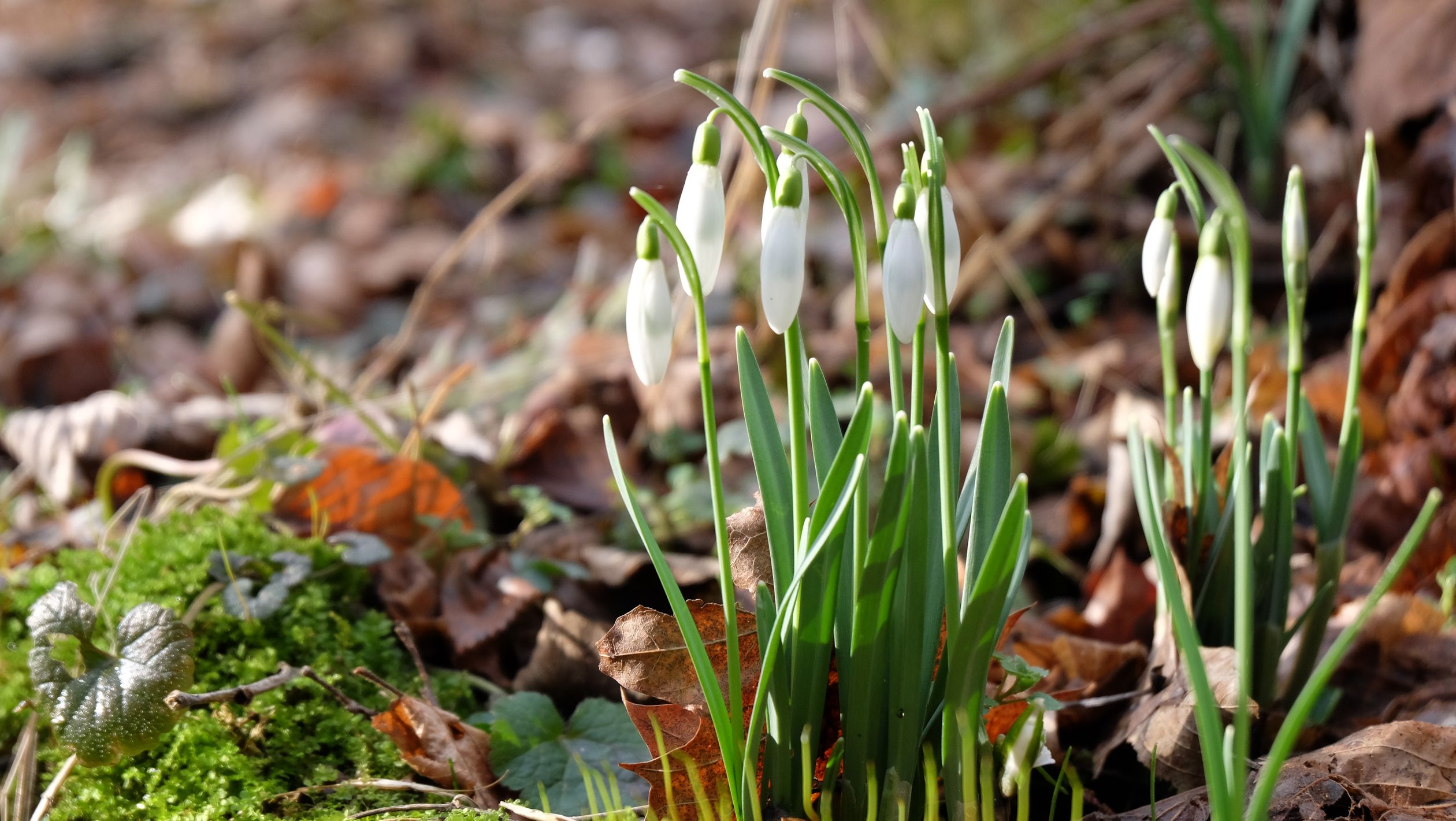 Snowdrops in Early Spring Forest Scene · Free Stock Photo