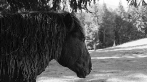 Foto d'estoc gratuïta de bosc, cavall, cavall marró