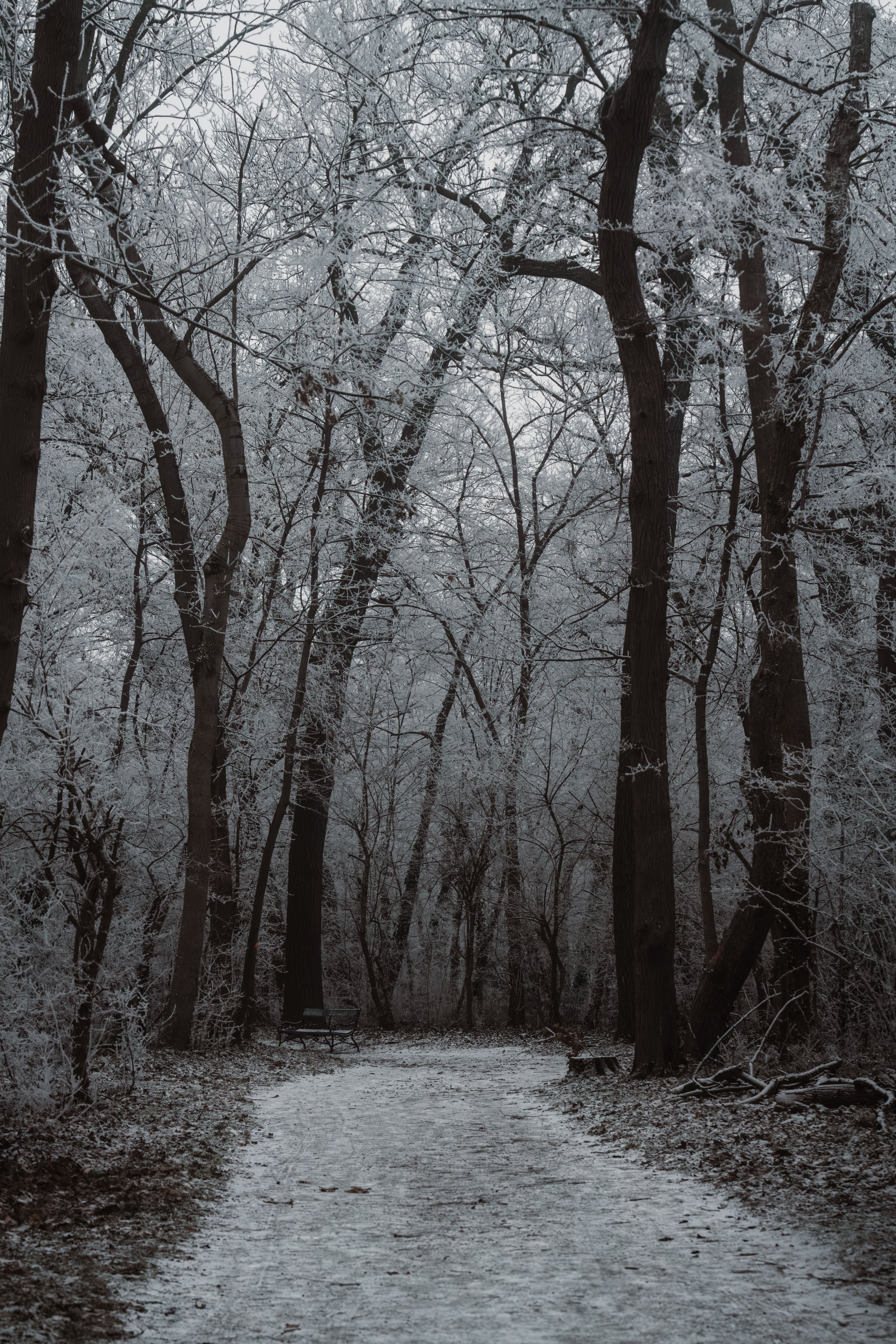 Tranquil Snow-Covered Forest Path in Winter · Free Stock Photo